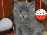 Котята британцы, фотография 4