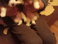 Щенята отдам в хорошие руки