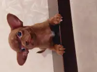 Мини чихуахуа