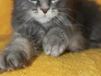 1 Котенок Мейн кун, фотография 2