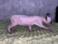Кошечки канадского сфинкса, фотография 2