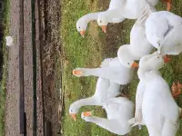 Гуси