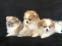 померанский шпиц чистокровные щенки, фотография 2
