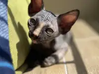 Котята канадского сфинкса, фотография 8