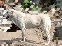 Щенки алабая