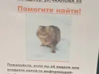 Потерялась кошка