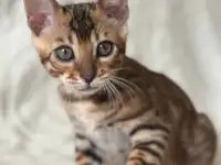 Бенгальские котята, фотография 6