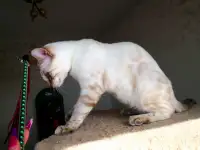 Бенгальские котята снежные барсы, фотография 5