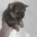 Померанский шпиц, фотография 1