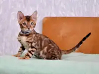 Лучшие бенгальские котята, фотография 5