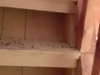 Дача в добрые руки, Ивановская роща, за ж/д путями., фотография 5
