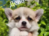 Вельш-корги пемброк., фотография 3