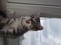 Котята шотландской короткошерстной, фотография 5