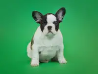 Милые французики, фотография 2