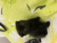 Шотландские котята, фотография 4