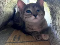 Котенок в дар, фотография 2