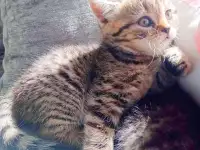 Шотландские котята, фотография 7