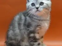 Шотландские котята, фотография 2