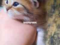 Хайленд страйт, фотография 2