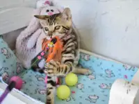 Бенгальский котенок девочка бейби фейс, фотография 9