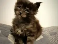 Котята Мейн-кун, фотография 7