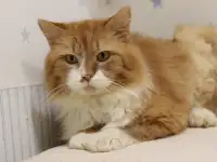 Благородный рыжий котейка Леонард в добрые ручки в дар!, фотография 6