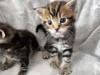 Котята помесь папа Мейн-Кун мама Шотландская скоттиш-страйт, фотография 2