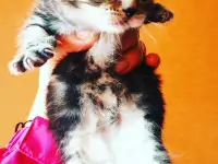 Шотландские котята, фотография 5