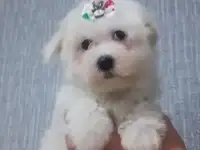 Мальтийской болонки щенки, фотография 4