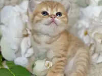 Шотландские котята ЗОЛОТАЯ ШИНШИЛЛА, фотография 12