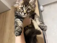 Котята породы Мейн-кун, фотография 7