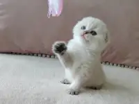 Шотландские котята, фотография 4