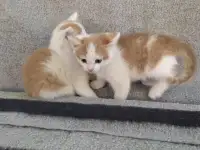 Котята, фотография 7