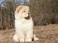 Продажа щенка чау-чау, фотография 2