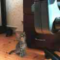 Срочно! Милые котята ищут нового хозяина, фотография 7