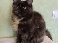 Котятa Мейн Куны (питомник), фотография 3