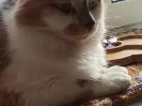 Киса ищет новый дом