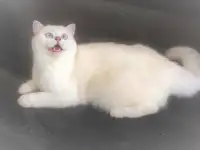 Британская серебристая шиншилла - КОТИК, фотография 3