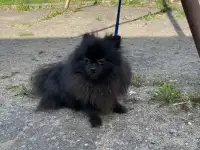 Померанский шпиц с документами