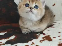 Шотландские котята, золотая шиншилла, фотография 4