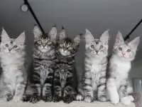 Мейн-кун котята, фотография 6