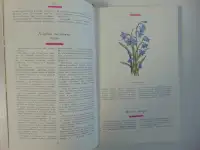 Знахарь в доме Цветы, которые лечат, фотография 9