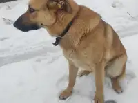 Верный друг, фотография 5