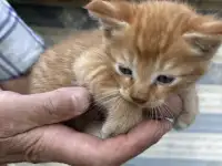 Котята 2 месяца