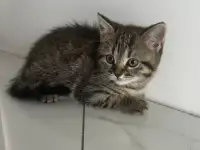 Шотландские котята мальчики вислоухий и прямоухий