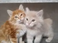 Курильский бобтейл, фотография 9