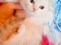 Шотландские вислоухие котята, фотография 7