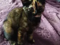 Скоттиш-страйт котята, фотография 3