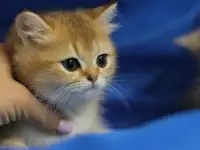Шотландские котята, фотография 4