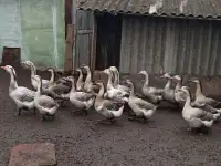 Продам молодняк гусей, фотография 2